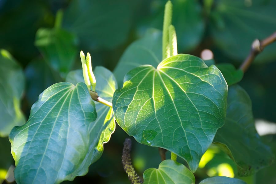 Kawakawa (Macropiper excelsum)