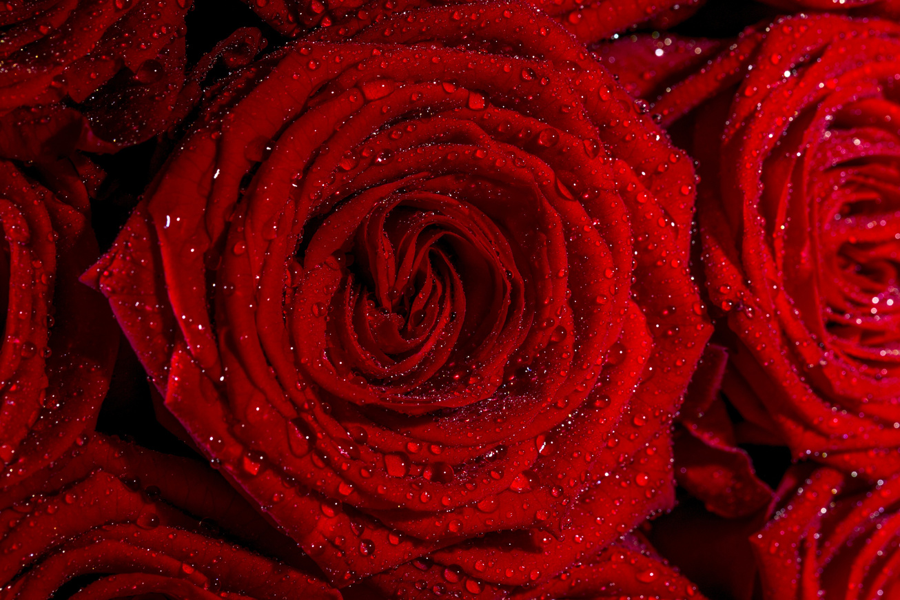 Red Rose Flower Detail